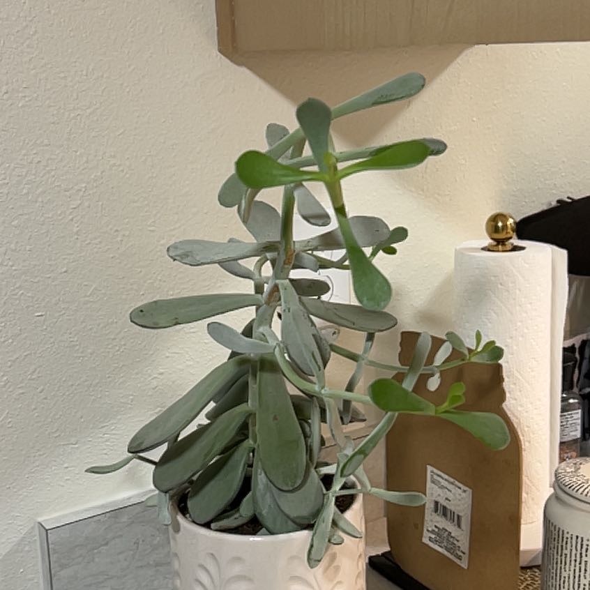Photo of the plant species Cotyledon 'Silver Peak' by @SageGoldensedge named Scarlett on Greg, the plant care app