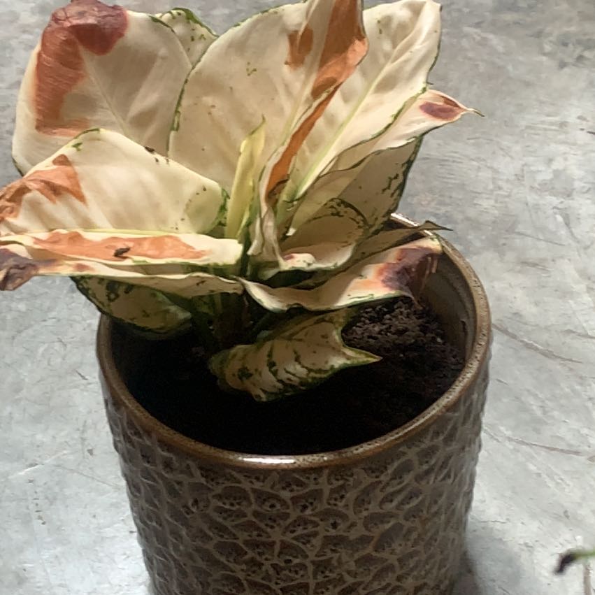 Photo of the plant species Chinese Evergreen by @PiousTreeonion named Rainier on Greg, the plant care app