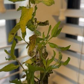 Photo of the plant species Horse Mint by @PetBucaneve37 named Mando on Greg, the plant care app