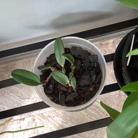 Photo of the plant species Bulbophyllum by @PrizePepino5 named Hamilton on Greg, the plant care app