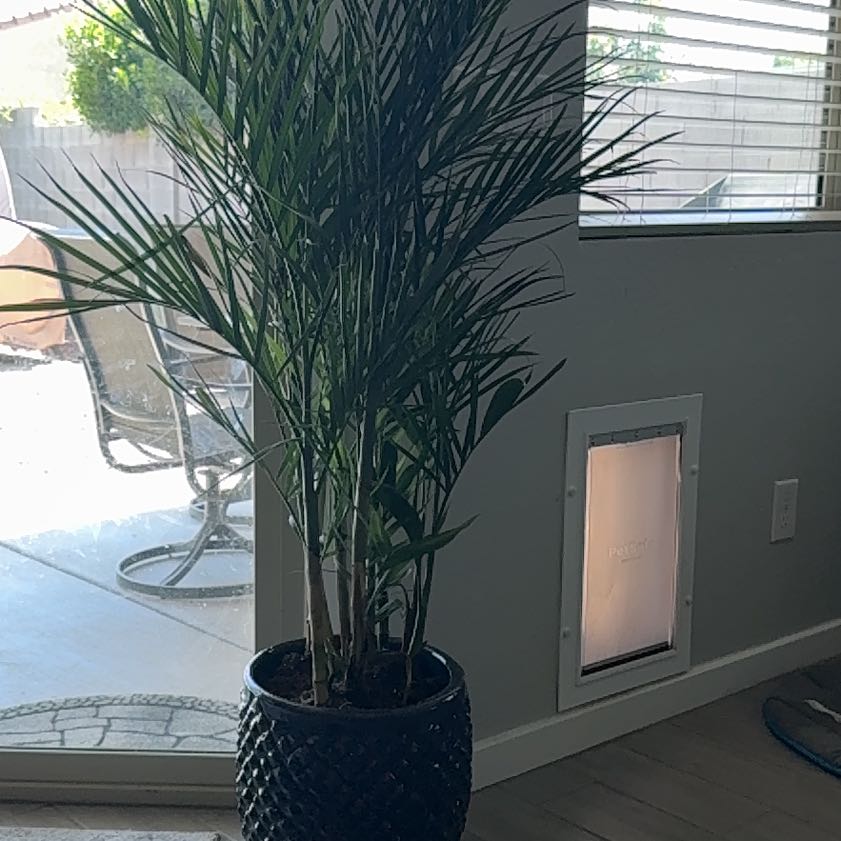 Photo of the plant species Bamboo Palm by @CivilCatthyme named Remington on Greg, the plant care app