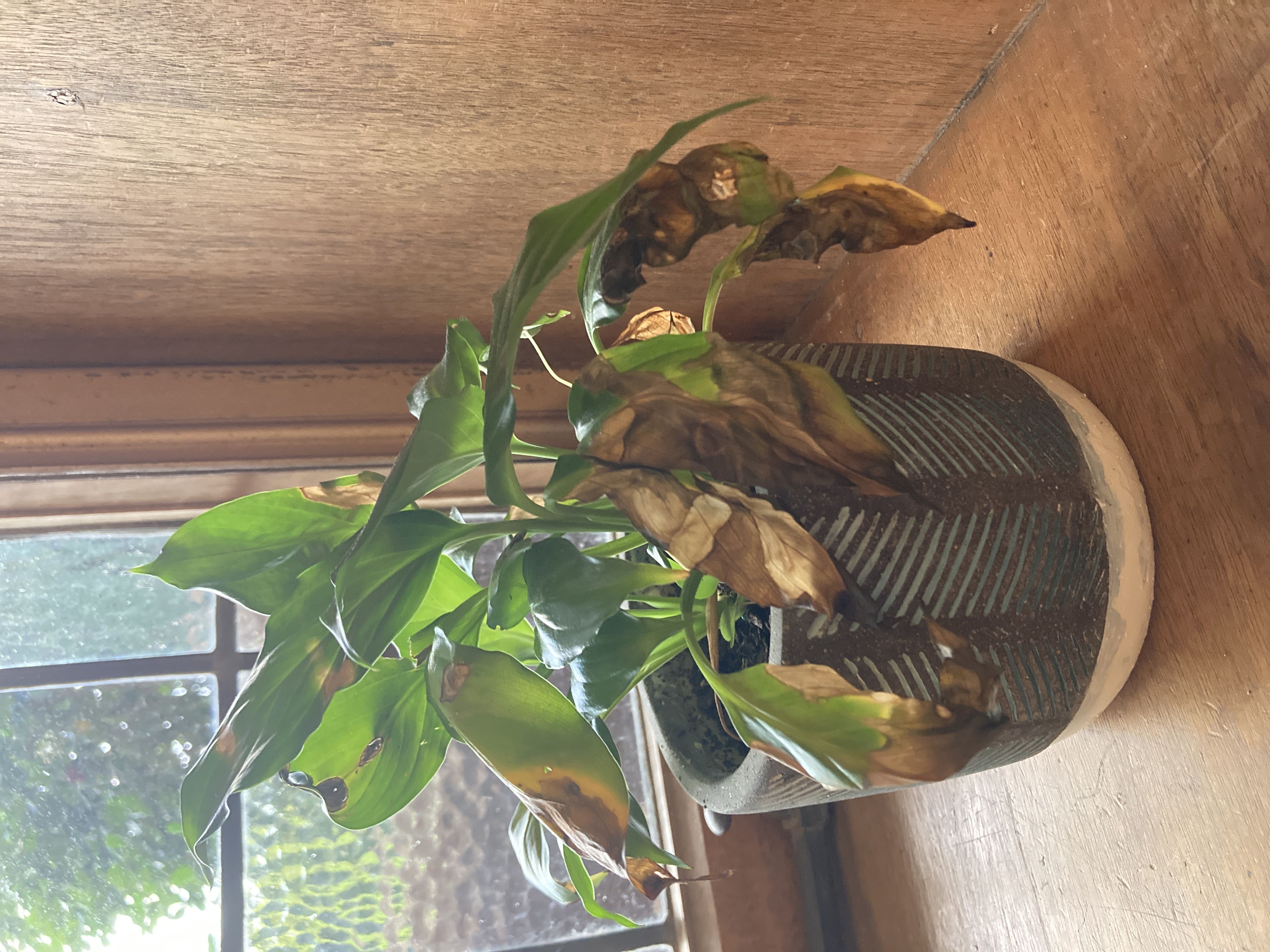 leaves turning brown and yellow, especially on ends - hel...