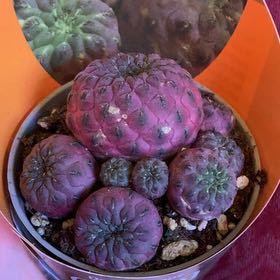 Photo of the plant species Violet Skin Cactus by @CleverDuwei named Barry on Greg, the plant care app