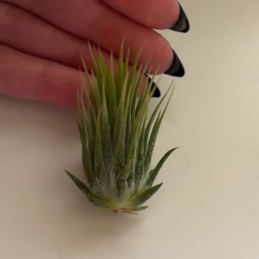 Photo of the plant species Tillandsia 'Ionantha Haselnuss' by @Wooldork named Sherlock on Greg, the plant care app