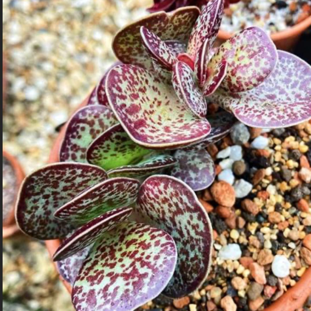 Photo of the plant species Andromischus Triflorus by @PoshForgetmenot named Scarlett on Greg, the plant care app