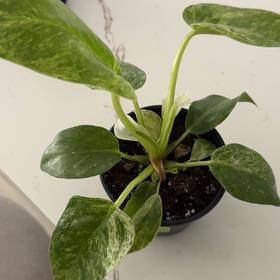 Photo of the plant species Philodendron giganteum Variegated Blizzard by @SisterlyOnion named Achilles on Greg, the plant care app
