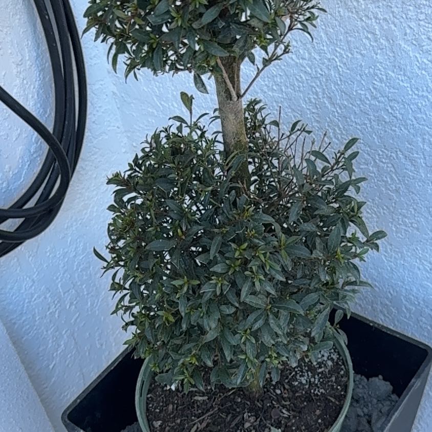 Photo of the plant species Eugenia by @SisterlyOnion named Walt on Greg, the plant care app