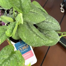 Photo of the plant species Salak Scindapsus by @SisterlyOnion named Elle on Greg, the plant care app