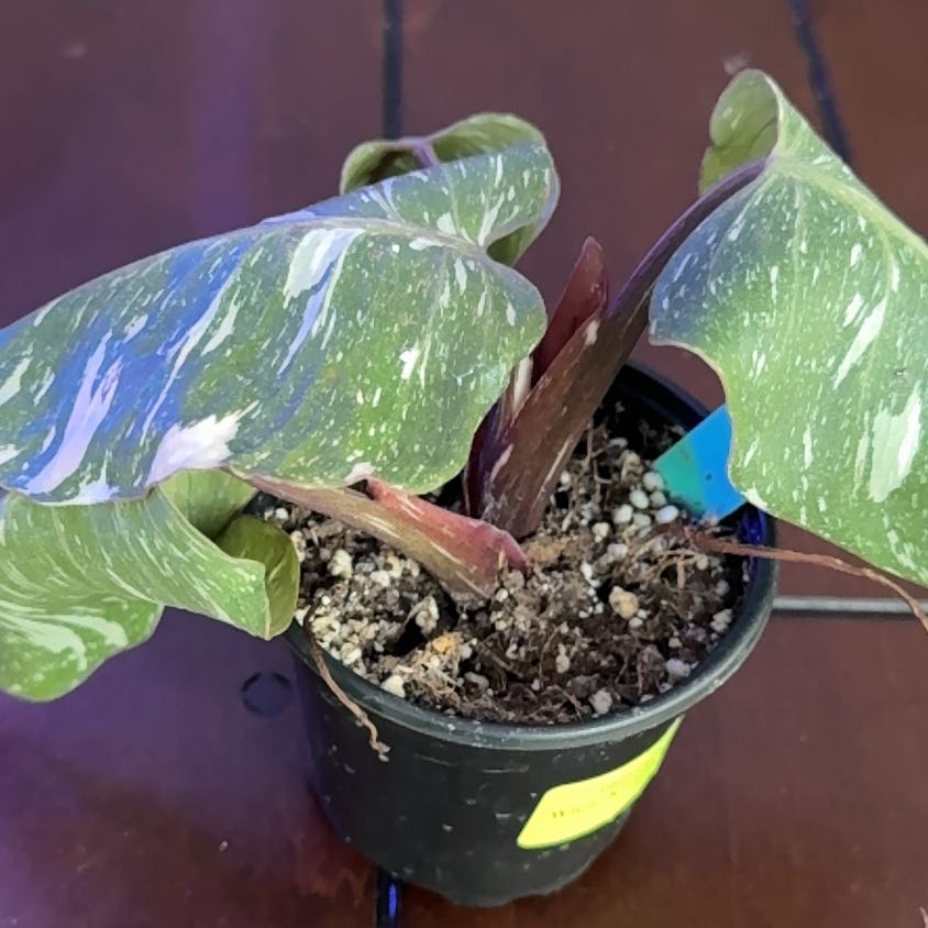Photo of the plant species White Knight by @SisterlyOnion named Khaleesi on Greg, the plant care app