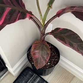 Photo of the plant species Pink Variegated Banana by @SisterlyOnion named Mochi on Greg, the plant care app