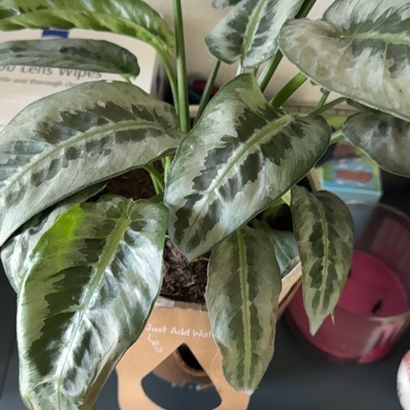 Photo of the plant species Silver Form by @SisterlyOnion named Sanders on Greg, the plant care app