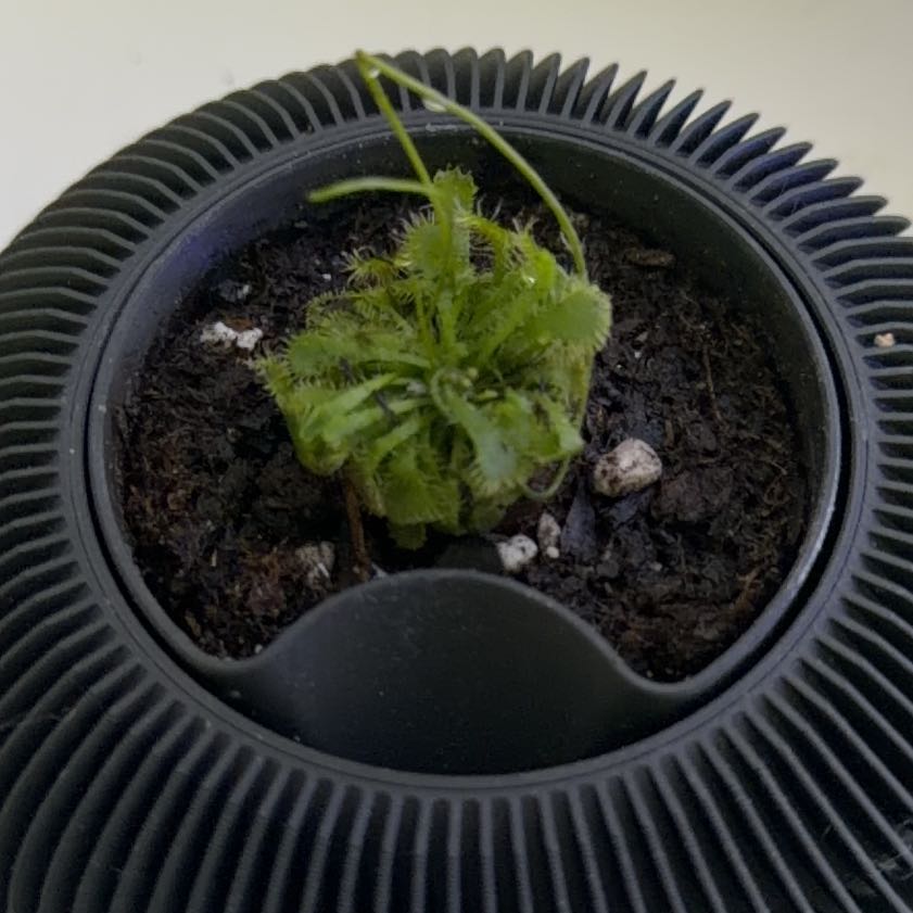 Photo of the plant species Spoon-Leaved Sundew by @SisterlyOnion named Bruce Lee on Greg, the plant care app