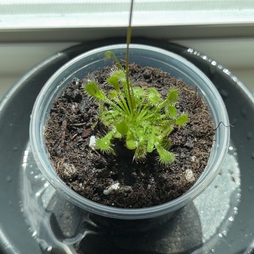 Photo of the plant species Spoon-Leaved Sundew by @SisterlyOnion named Madonna on Greg, the plant care app