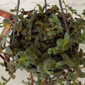 Photo of the plant species Teddy Bear Vine by @SisterlyOnion named Luna on Greg, the plant care app