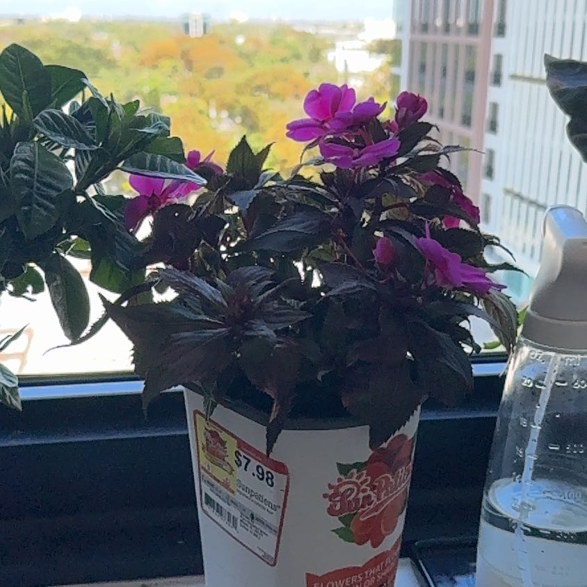 Photo of the plant species SunPatiens by @ArdentLithops61 named Bieber on Greg, the plant care app