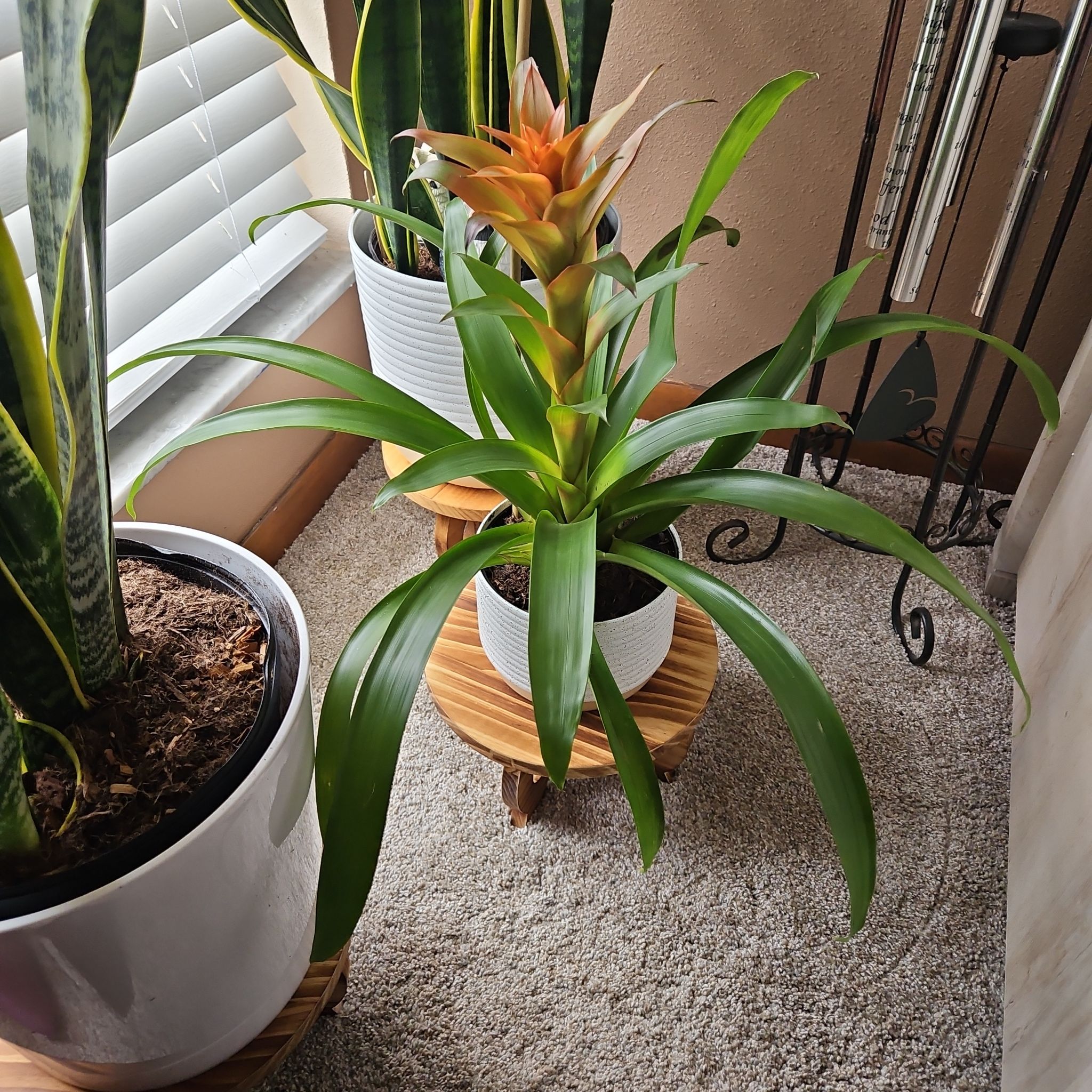 Photo of the plant species Red Bromelaid by @HandyMangeao22 named Coco on Greg, the plant care app