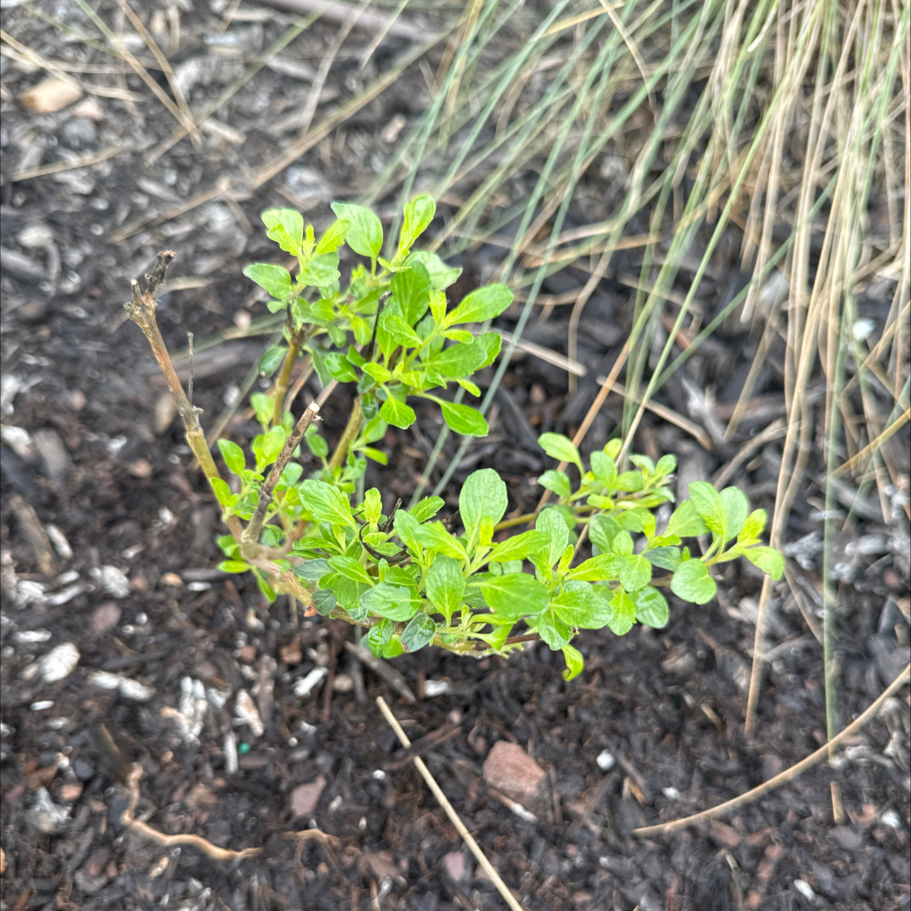Photo of the plant species Beyond Pink'd Bluebeard by @HeirVoodoolily named Blue beard on Greg, the plant care app