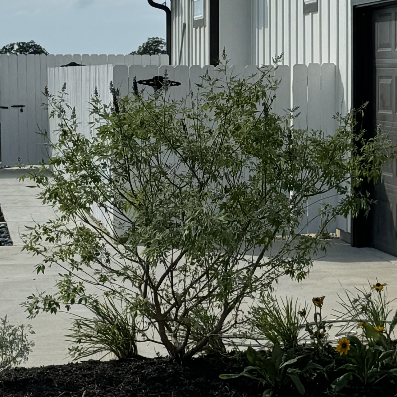 Photo of the plant species Vitex First Editions™ Delta Blue by @HeirVoodoolily named Vitex on Greg, the plant care app