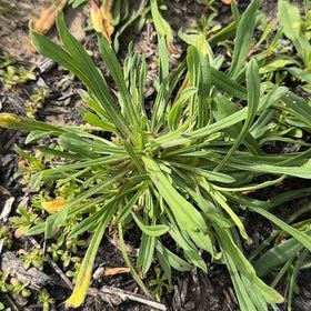 Photo of the plant species Red Creeping Thyme by @HeirVoodoolily named Osmo on Greg, the plant care app