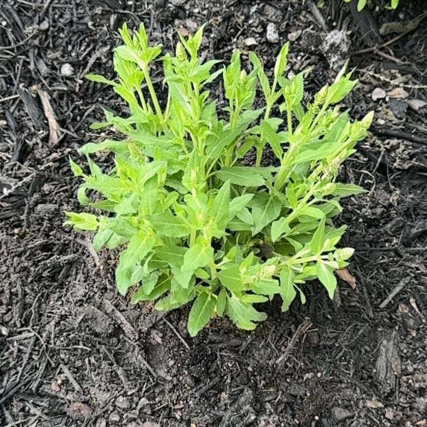Photo of the plant species Miss Molly Buddleja by @HeirVoodoolily named Kobe on Greg, the plant care app