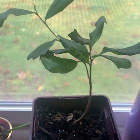 Photo of the plant species Oak Tree by @Plantmama-24 named James Dean on Greg, the plant care app