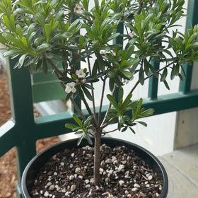 Photo of the plant species Daphne by @Plantmama-24 named Dax on Greg, the plant care app