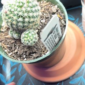 Photo of the plant species Mammillaria schiedeana 'Giselae Album' by @Plantmama-24 named Lola on Greg, the plant care app