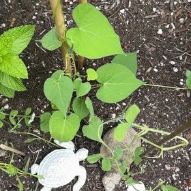 Photo of the plant species Common Morning Glory by @Plantmama-24 named Hemingway on Greg, the plant care app
