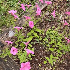 Photo of the plant species Petunia by @Plantmama-24 named Pax on Greg, the plant care app