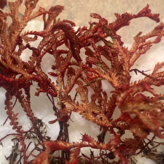 Photo of the plant species Ruby Red Club Moss by @CuteTexasplume named Lebron on Greg, the plant care app
