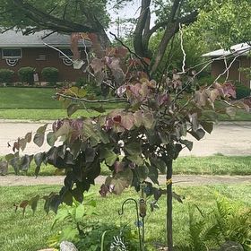 Photo of the plant species Forest Pansy Redbud by @DearComet16 named Zeus on Greg, the plant care app