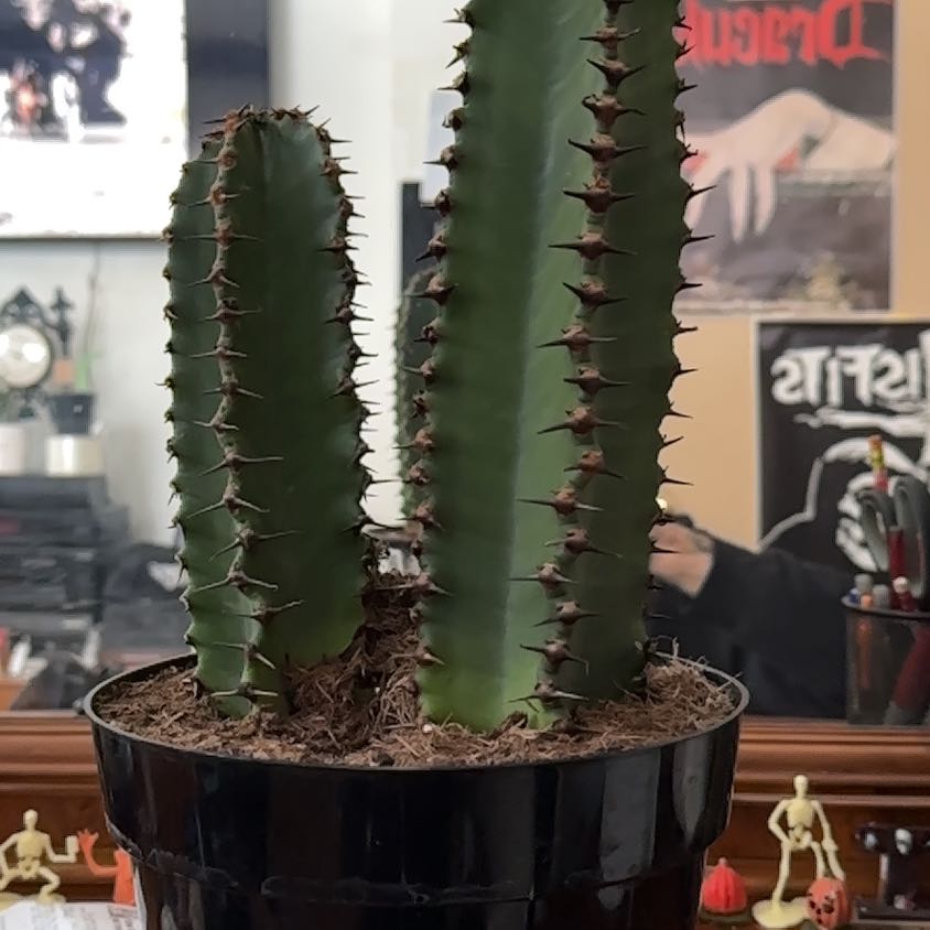 Photo of the plant species Euphorbia ingens 'Chocolate Drop' by @DivineKlipdagga named Spike Leaves on Greg, the plant care app
