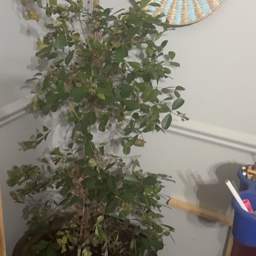 Photo of the plant species Variegated Brush Cherry by @SuperbMiro96 named Ulysses S Plant on Greg, the plant care app
