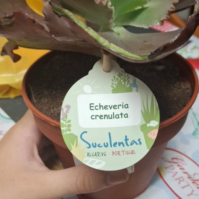 Photo of the plant species Echeveria crenulata by @HeroWolfscholla named Panosquinha on Greg, the plant care app