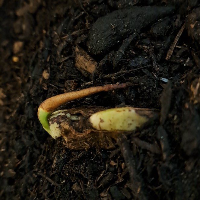 Photo of the plant species Mini Mango Tree by @NewCamelina16 named Maya on Greg, the plant care app