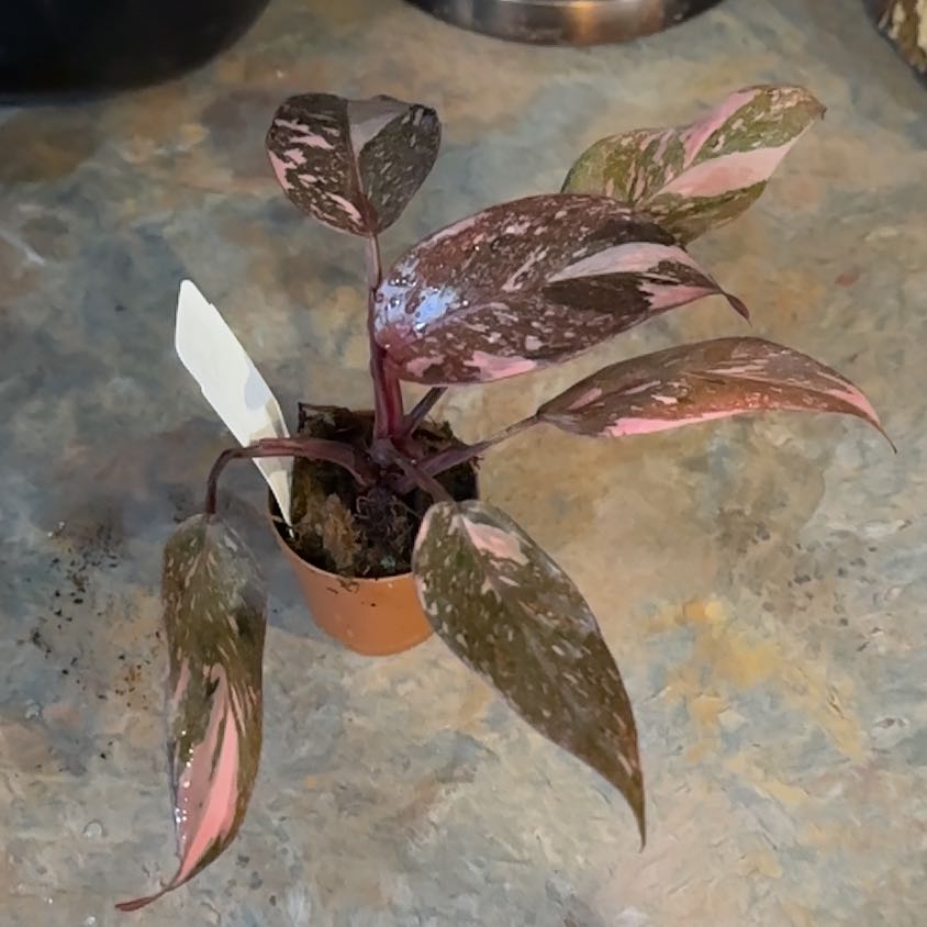 Photo of the plant species Pink Naomi by @TishPlanty75 named Naomi on Greg, the plant care app