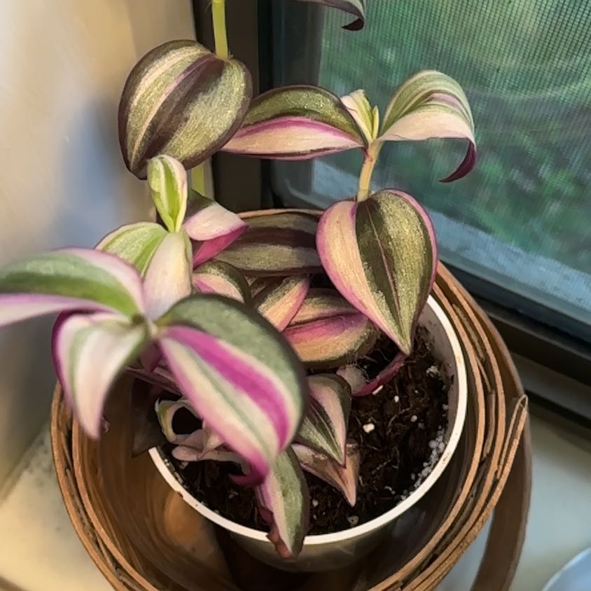 Photo of the plant species Tradescantia Quadricolor by @TishPlanty75 named Austen on Greg, the plant care app