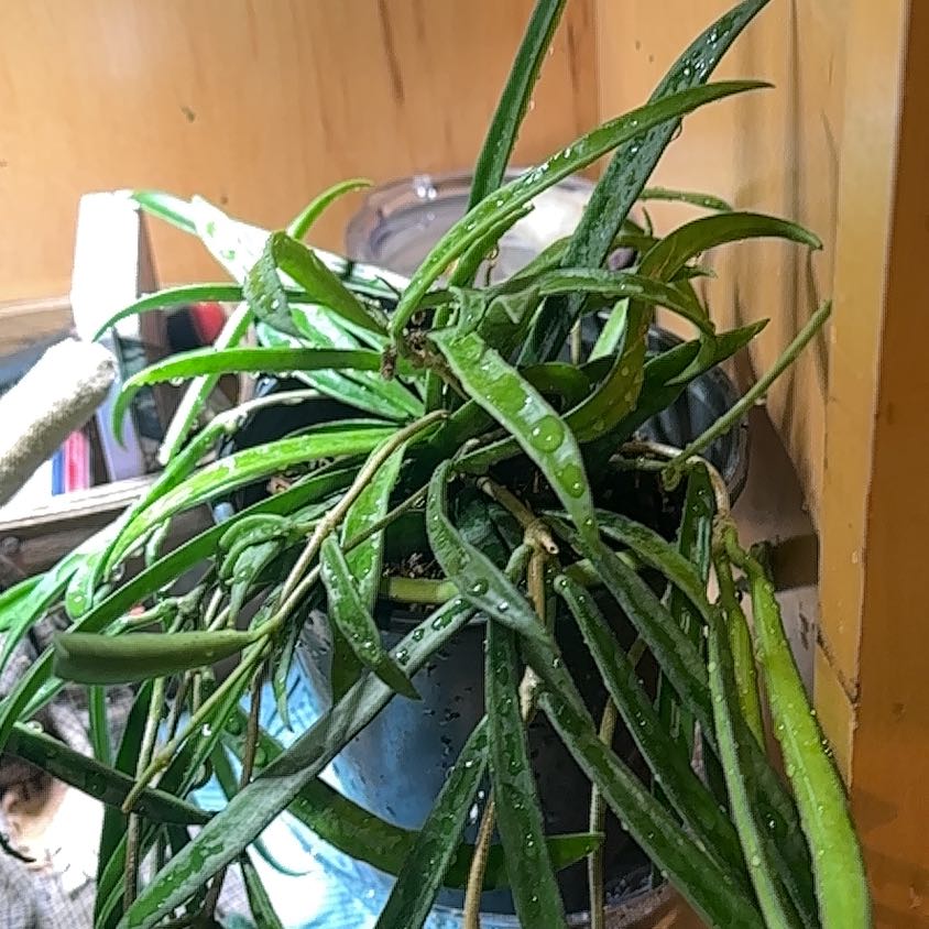 Photo of the plant species Hoya shepherdii by @TishPlanty75 named Nemo on Greg, the plant care app