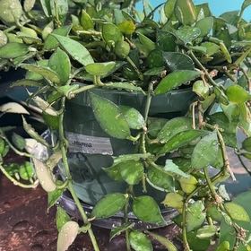Photo of the plant species Hoya 'Royal Flush' by @TishPlanty75 named Osmo on Greg, the plant care app