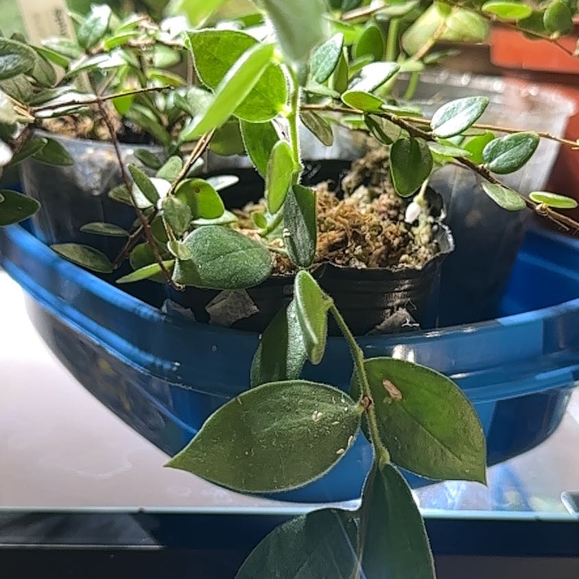 Photo of the plant species Ceratostema Villosa by @TishPlanty75 named Harmony on Greg, the plant care app