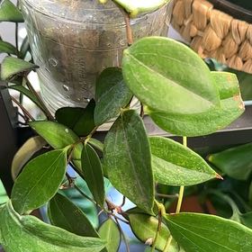 Photo of the plant species Ceratostema by @TishPlanty75 named Orlando Bloom on Greg, the plant care app