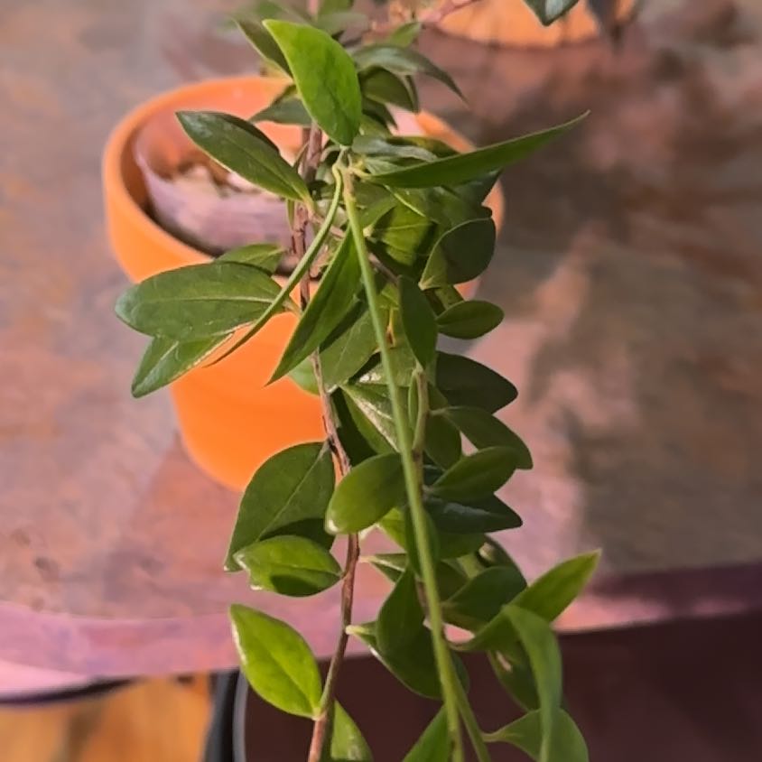 Photo of the plant species Macleania bullata by @TishPlanty75 named Beyonce on Greg, the plant care app