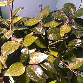 Photo of the plant species Black Margin Hoya Parasitica by @TishPlanty75 named Leaf Erickson on Greg, the plant care app