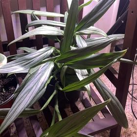 Photo of the plant species Epipremnum 'Silver Stripe' by @TishPlanty75 named Marilyn on Greg, the plant care app