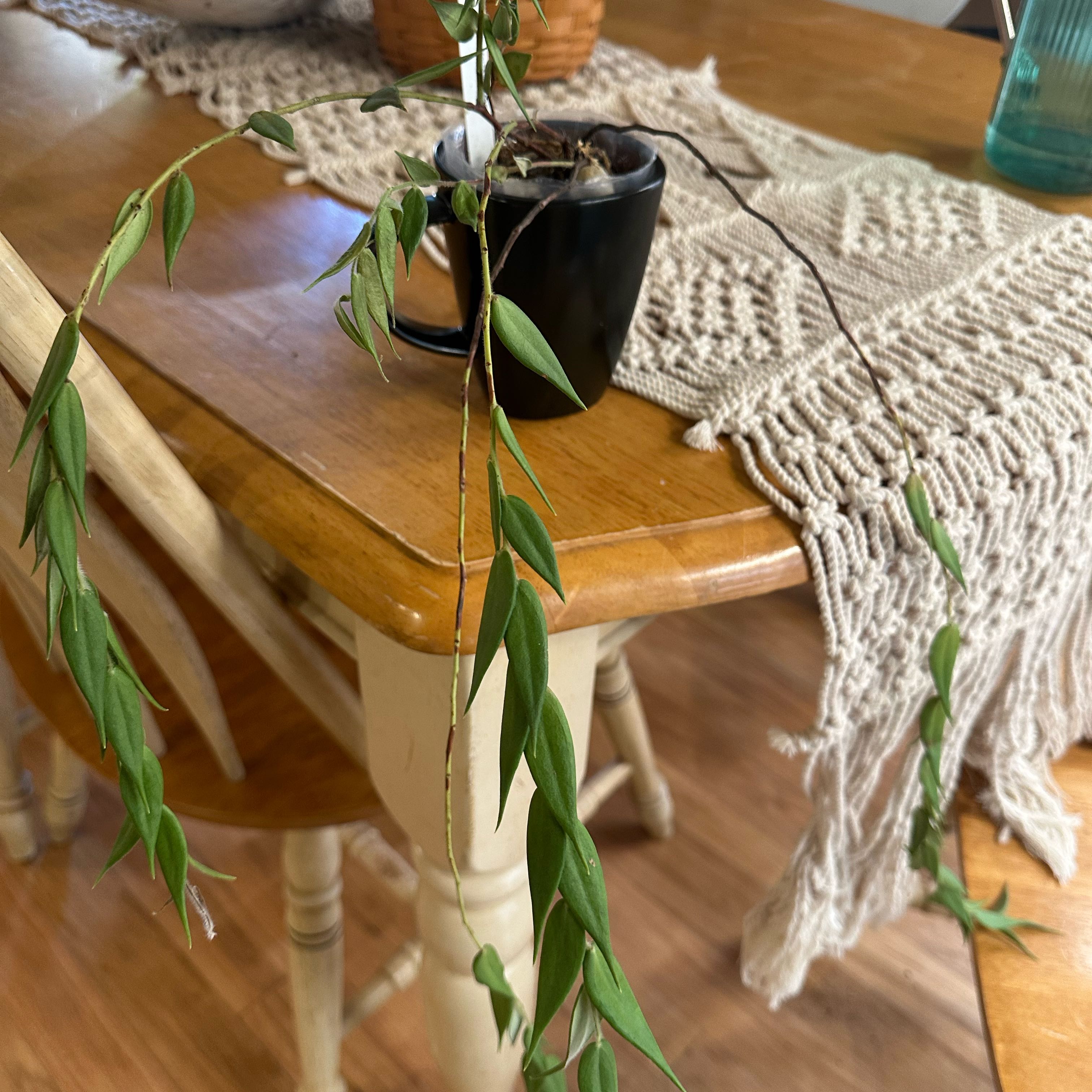 Plant care for Ceratostema on Greg, the plant care app