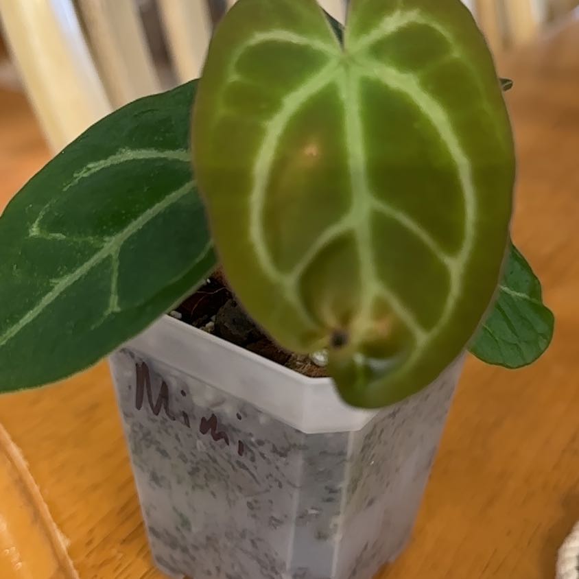 Photo of the plant species Anthurium Doriyaki by @TishPlanty75 named Lebron on Greg, the plant care app