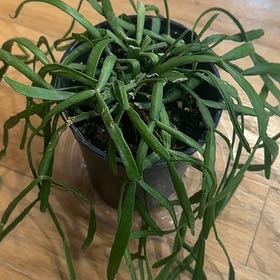 Photo of the plant species Rhipsalis Micrantha f. Tonduzii by @TishPlanty75 named Hemingway on Greg, the plant care app