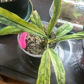 Photo of the plant species Variegated Anthurium Vittarifolium by @TishPlanty75 named James Dean on Greg, the plant care app