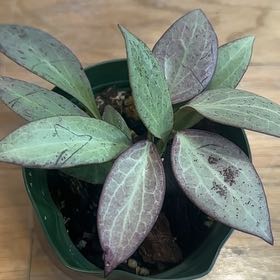 Photo of the plant species New Guinea Ghost Hoya by @TishPlanty75 named da Vinci on Greg, the plant care app