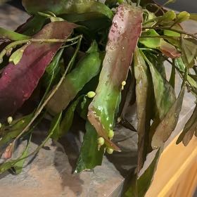 Photo of the plant species Red Coral Rhipsalis by @TishPlanty75 named Cleopatra on Greg, the plant care app